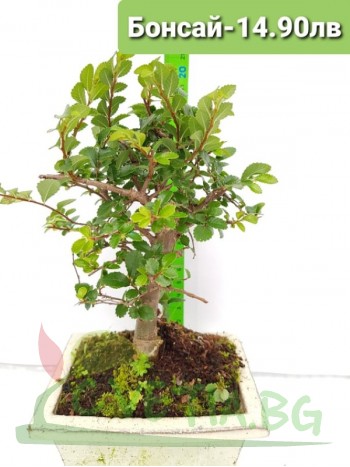 Бонсай "Bonsai"